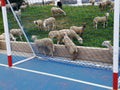 Sheep invading football field-Alhaurin de la Torre