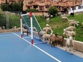 Sheep invading football field-Alhaurin de la Torre