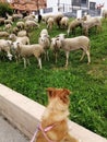 Sheep invading football field-Alhaurin de la Torre