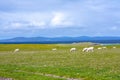 Sheep in Iona, a small island in the Inner Hebrides off the Ross of Mull on the western coast of Scotland.