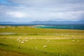Sheep in Iona, a small island in the Inner Hebrides off the Ross of Mull on the western coast of Scotland.