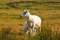 Mama Sheep & Lamb Royalty Free Stock Photo