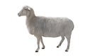 Sheep isolated on white Royalty Free Stock Photo