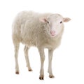 Sheep isolated on white Royalty Free Stock Photo