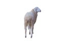 Sheep isolated on white background Royalty Free Stock Photo