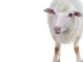 Sheep isolated on white background Royalty Free Stock Photo