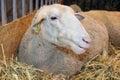 Sheep in its cubicle Royalty Free Stock Photo