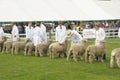 Sheep judging