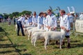 Sheep Judging Competition, Hanbury Countryside Show, Worcestershire, England Royalty Free Stock Photo