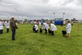 Sheep judging at the 2015 Gillingham & Shaftesbury Agricultural Show, Dorset, United Kingdom Royalty Free Stock Photo