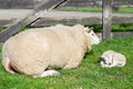 Sheep with just born lamb in spring