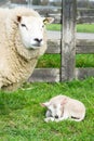 Sheep with just born lamb in spring