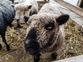 Sheep just staring away at the guest at kings island