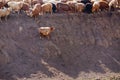 Sheep of Kazakh herdsmen
