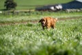 sheep kelpie dogs on a ranch and farm in australia Royalty Free Stock Photo