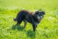 sheep kelpie dogs on a ranch and farm in australia Royalty Free Stock Photo