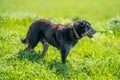 sheep kelpie dogs on a ranch and farm in australia Royalty Free Stock Photo