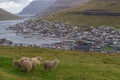 Sheep and Klaksvik, Faroe Islands, Denmark