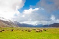 Sheep at Lago del Matese Royalty Free Stock Photo