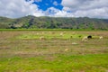 Sheep in the lagoon Quilotoa, crater lake at Cotopaxi, Ecuador Royalty Free Stock Photo