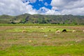 Sheep in the lagoon Quilotoa, crater lake at Cotopaxi, Ecuador Royalty Free Stock Photo