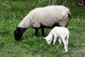 Sheep lamb Royalty Free Stock Photo