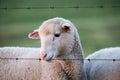 Sheep lamb biting fence Royalty Free Stock Photo