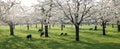 sheep and lamb in blooming cherry orchard in spring near utrecht in the netherlands Royalty Free Stock Photo