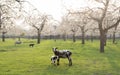 sheep and lamb in blooming cherry orchard in spring near utrecht in the netherlands Royalty Free Stock Photo