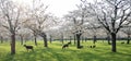 sheep and lamb in blooming cherry orchard in spring near utrecht in the netherlands Royalty Free Stock Photo