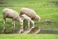 Sheep and lamb drinking water