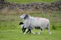 Sheep and lamb in Dunnerdale Royalty Free Stock Photo