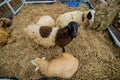 Sheep lamb ewe goat farm for wool & meat. Royalty Free Stock Photo