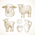 Sheep Lamb Farm Products and Objects. Cattle, Milk and Cheese Hand Drawn Vector Illustrations Set. Domestic Animals