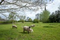 Sheep and lamb in the field in spring with sunlight