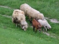 Sheep, lamb and goat graze on the grass Royalty Free Stock Photo