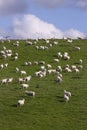 Sheep and lamb grazing