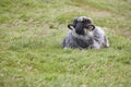 Sheep lamb grazing in the countryside Faroe islands Royalty Free Stock Photo