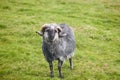 Sheep lamb grazing in the countryside. Faroe islands nature Royalty Free Stock Photo
