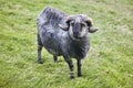 Sheep lamb grazing in the countryside Faroe islands Royalty Free Stock Photo