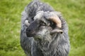 Sheep lamb grazing in the countryside Faroe islands Royalty Free Stock Photo