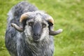 Sheep lamb grazing in the countryside. Faroe islands Royalty Free Stock Photo