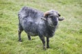 Sheep lamb grazing in the countryside Faroe islands Royalty Free Stock Photo