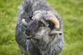 Sheep lamb grazing in the countryside Faroe islands Royalty Free Stock Photo