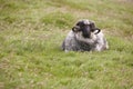 Sheep lamb grazing in the countryside Faroe islands Royalty Free Stock Photo