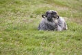 Sheep lamb grazing in the countryside Faroe islands Royalty Free Stock Photo