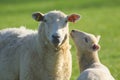 Sheep and lamb Royalty Free Stock Photo