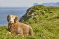 Sheep lamb grazing on the Faroe islands green hills Royalty Free Stock Photo