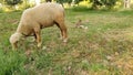 Sheep and lamb in grazing feilds of kashmir Royalty Free Stock Photo