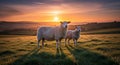 Sheep and Lamb Grazing in Field at Sunset Rural Scene with Warm Light Royalty Free Stock Photo